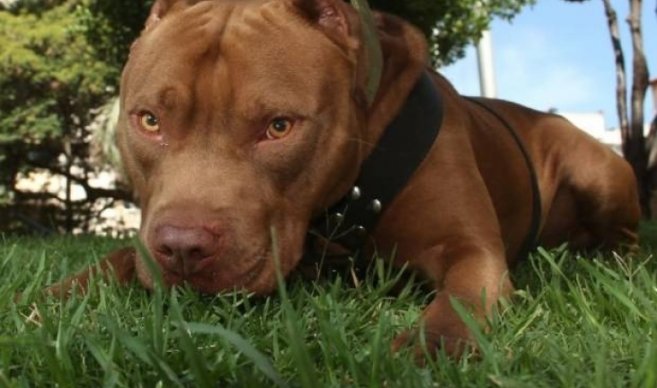 pitbull