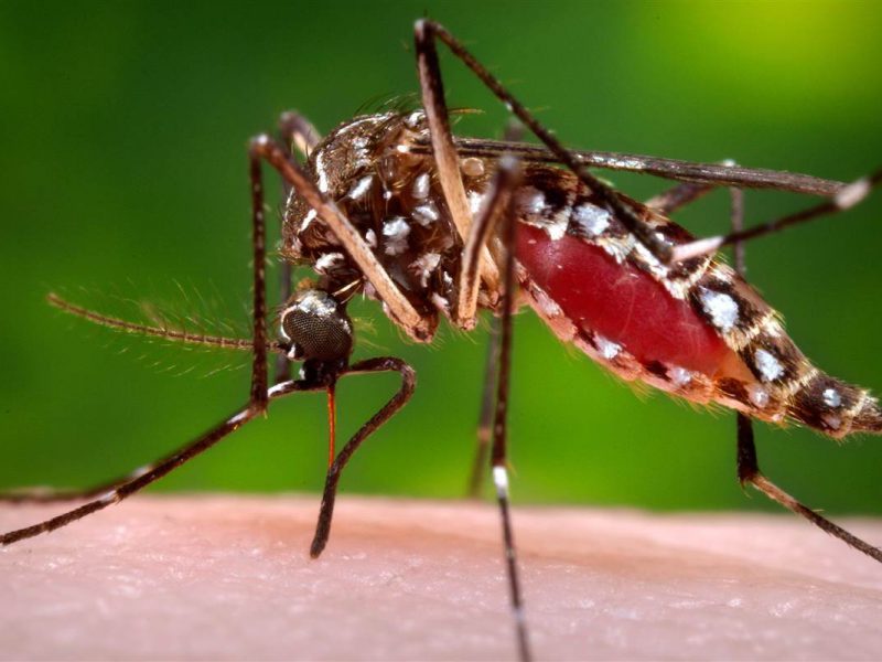 dengue